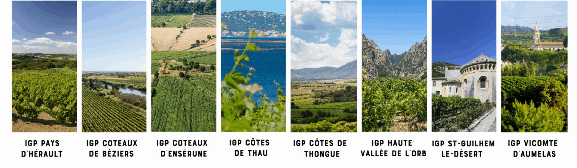 Paysage viticole de l'Hérault